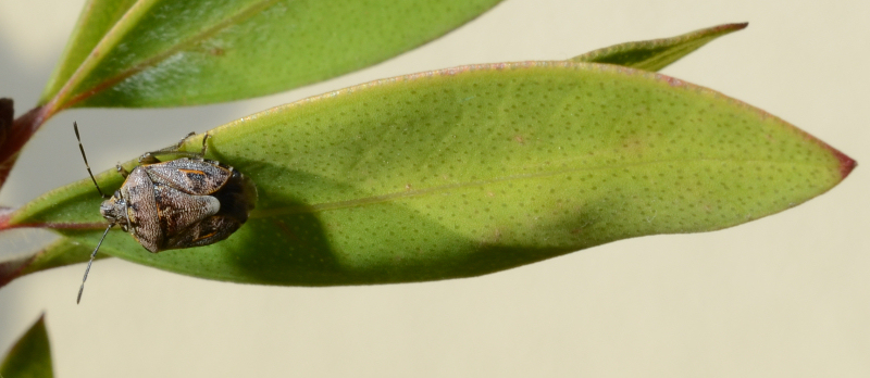 Pentatomidae: Holcogaster fibulata di Ostia
